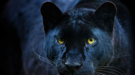 Are Big Cats Prowling The Uk What Science Tells Us