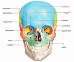 Easy Notes On 【Frontal Bone】Learn in Just 4 Minutes!
