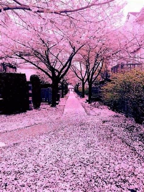 Blossom Natures Beauty Cherry Japan Pink Innatures Beauty In Pinknatures Beauty In Pink