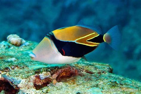 Humuhumunukunukuāpuaʻa Also Called Reef Triggerfish Is The State Fish