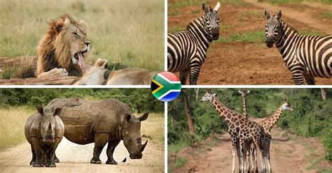See more ideas about animals, african animals, animals wild. Cool South African Animal Facts | FinGlobal