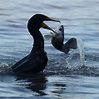 Cormorant and Fish [7802] | Cormorants are fun to watch. Pel… | Flickr