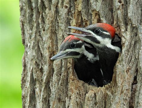 Zenfolio Jim Buescher Photography Favorites Pileated Woodpecker
