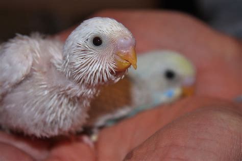 Baby Parakeets Flickr Photo Sharing