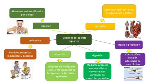 Fisiolog A B Sica De Alejandra Sandoval Generalidades De Digestivo