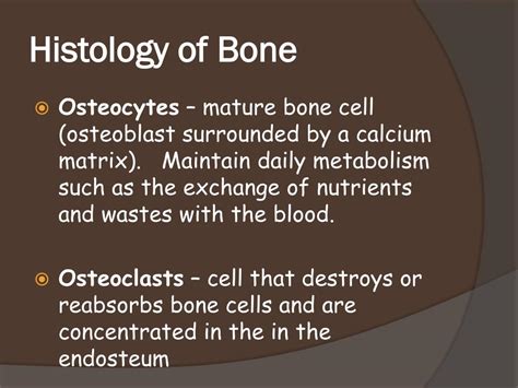 Ppt Bone Histology Powerpoint Presentation Free Download Id1890270
