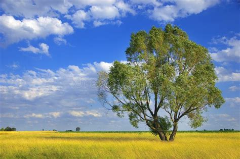 Beautiful Summer Landscape With Tree Stock Image Image Of Dreams