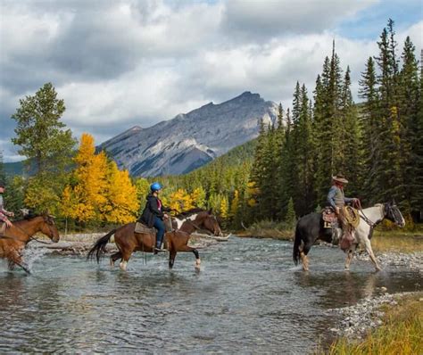 Banff Hourly Trail Rides Banff Trail Riders Official Website