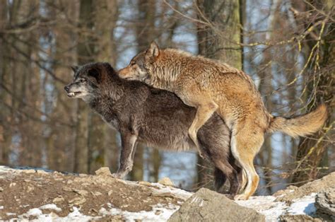 Wolf Mate Stock Photos, Pictures & Royalty-Free Images - iStock