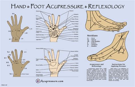 Hand And Foot Acupressure And Reflexology Chart