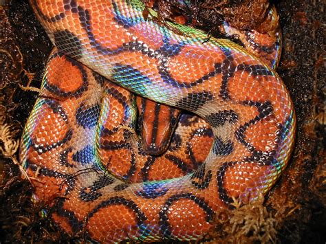 Rainbow Boa Facts And Pictures Reptile Fact