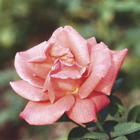 Hybrid Tea Rose Rosa Hybrid My Garden Life