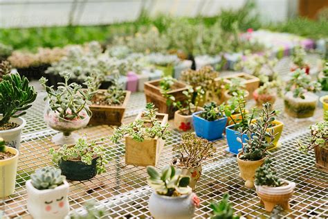 Close Up Of Succulent Plants By Stocksy Contributor Maahoo Stocksy