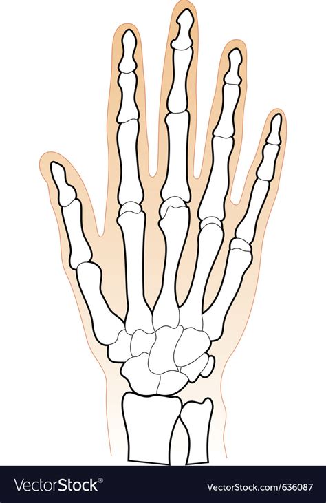 Human Hands Bones Royalty Free Vector Image Vectorstock