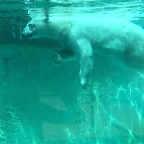 Download Free Photo Of Polar Bearzootankpolarbear From