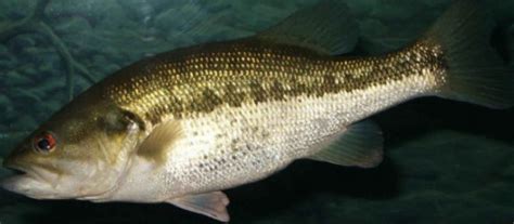 Spotted Bass Fishing