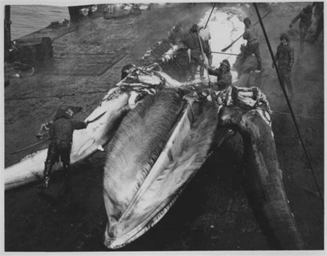 Flensing A Whale Onboard The Japanese Hashidate Maru Whaling Factory