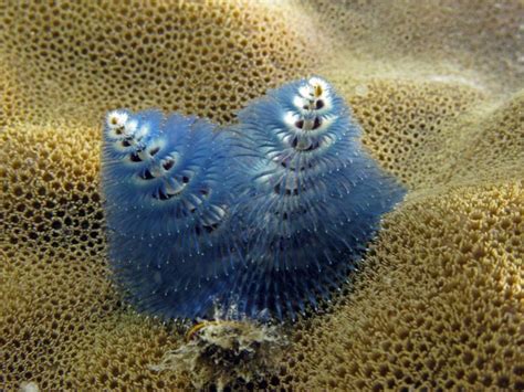 Beautiful And Unusual Underwater Creatures 23 Pics