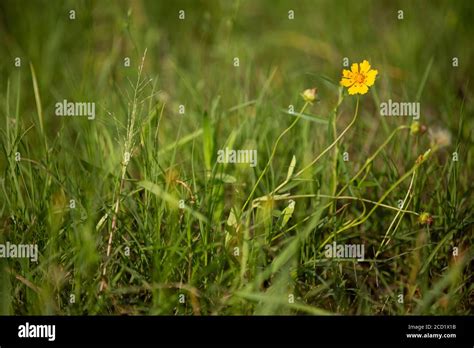 Yellow Texas Wildflower Stock Photo Alamy