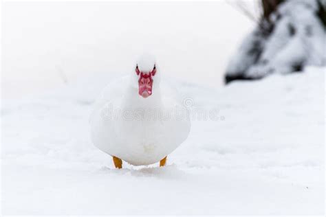 Muscovy Duck On The Snow Near Frozen Water Stock Image Image Of Rural