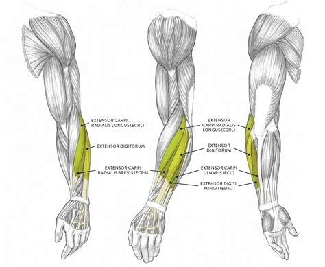 Arm Muscle Surface Anatomy Human Anatomy Drawing Muscle Anatomy