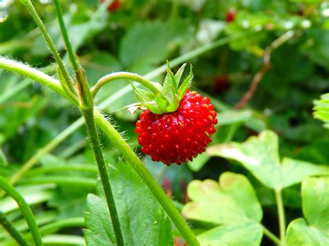 Free Images Fruit Berry Sweet Flower Ripe Food Green Red