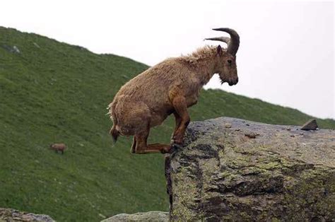 Mountain Goat Mountain Goat Climbing Cliff