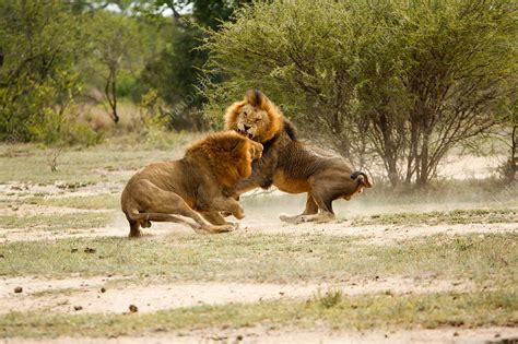 Male Lions Fighting