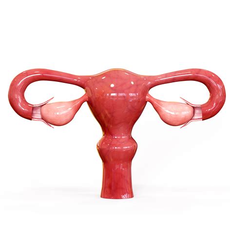 Female Reproductive System 3d Model 3d Printable Cgtrader