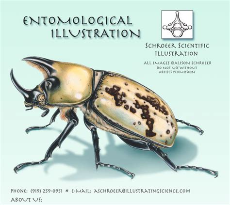 Most of the insects have wings and that do have two pairs. Schroeer Scientific Illustration | Scientific illustration, Beetle illustration, Illustration