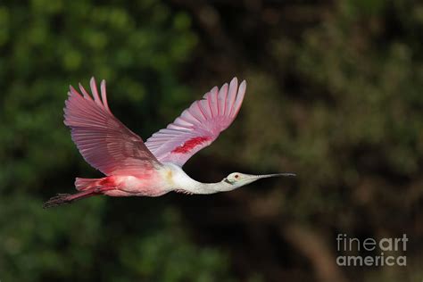 Roseate Spoonbill Fly By Photograph By Troy Lim Pixels
