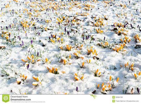 Crocus Flowers In Snow Royalty Free Stock Image Image 30084766