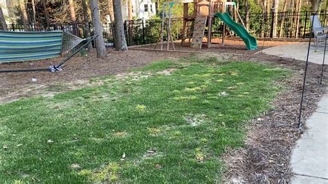 In warm weather, zoysia grass problems are fewer and the benefits are greater and this grass is worth looking at. Zoysia Grass Seed Video 9. Back Yard Early Season