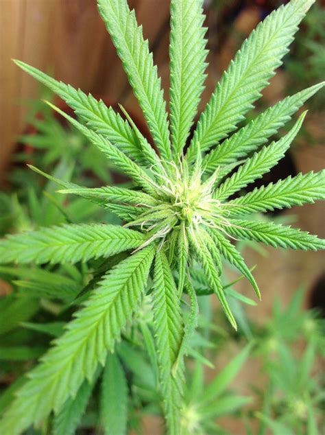 The Flowering Stages Of Cannabis Week By Week