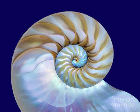 Chambered Nautilus Shell Photograph By Mimi Ditchie Fine Art America