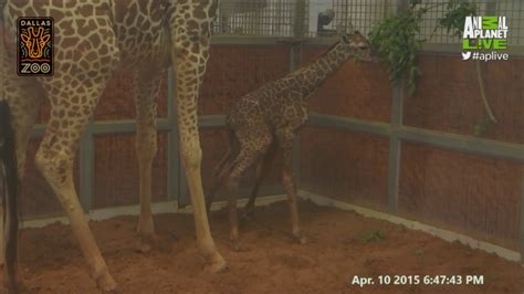 First Steps Katie The Giraffe Gives Birth Animal Planet