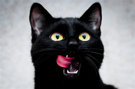 Czarny Kot Oblizuje Się Cats Names For Black Cats Black Cat
