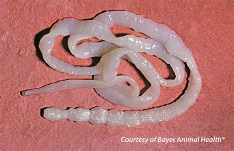 Intestinal Worms Burragorang Veterinary Clinic
