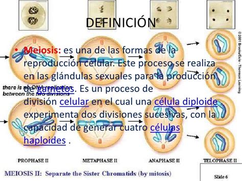 Meiosis Biologia