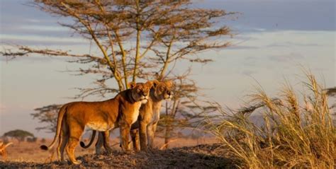 Best Time To Visit Serengeti Tanzania How Best To Reach Serengeti