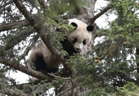 Panda Stuck Up Tree After Dog Chase Daily Mail Online