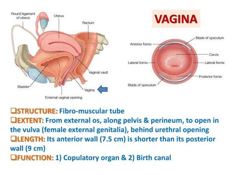 PPT ANATOMY OF THE FEMALE REPRODUCTIVE SYSTEM PowerPoint Presentation