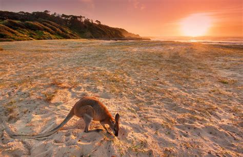 Papel De Parede 2047x1330 Px Animais Austrália De Praia Cangurus