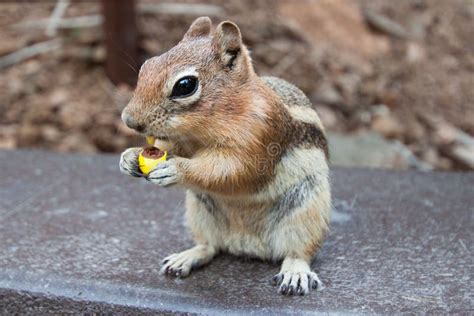 Chipmunk In Candy Box Stock Photo Image Of Animal Food 18324074