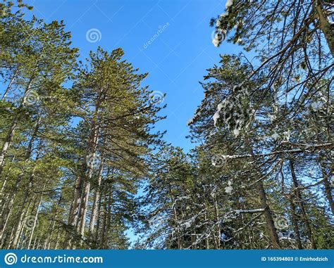 View Of Forest Trees From The Ground Covered In Snow During Sunny Winter Day During Holiday 