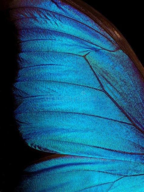 Wings Of A Butterfly Morpho Texture Background Stock Photo Image Of
