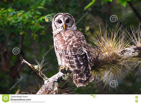 Barred Owl Sitting On Tree Branch Stock Photo Image Of Bird Large
