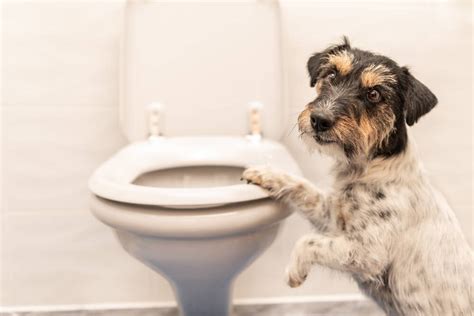 Chronic Diarrhea In Dogs Common Causes Of Tummy Trouble Raised Right