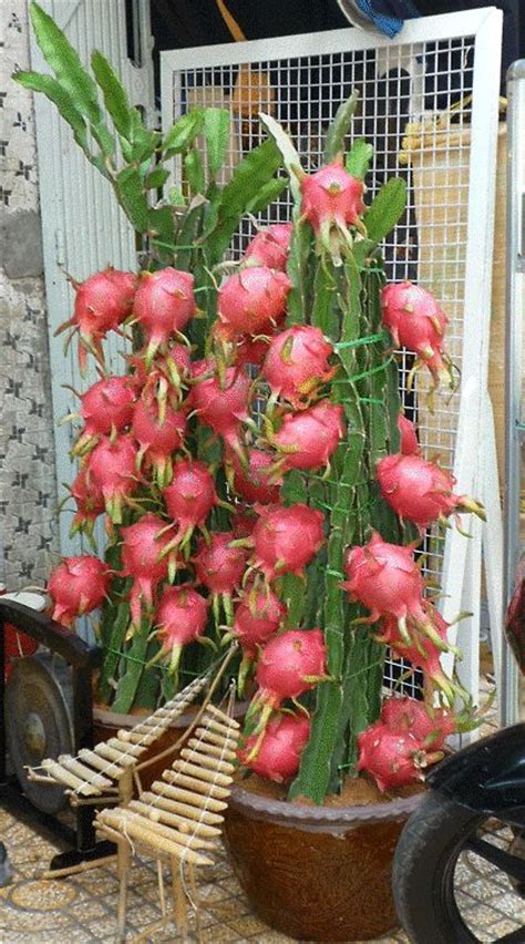 Get latest info on dragon fruit plant, suppliers, manufacturers, wholesalers, traders, wholesale suppliers with dragon fruit plant prices for buying. Dwarf dragon fruit plant - Bonsai Plants Nursery