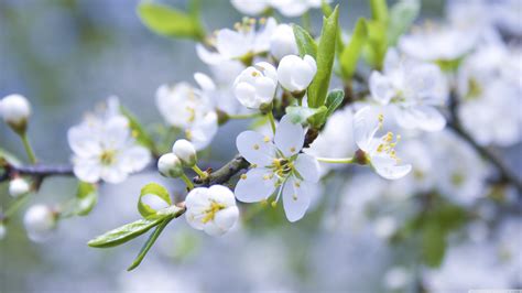 Spring White Blooms Wallpaper 3840x2160 31866